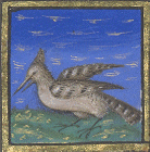 Hoopoe
